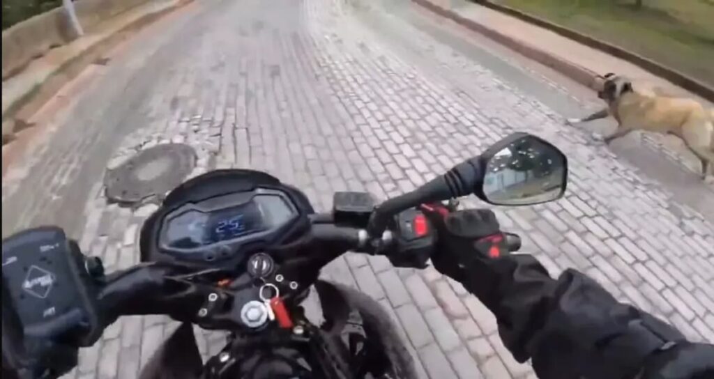 Köpekler Ve Motorcular - motokurye.org